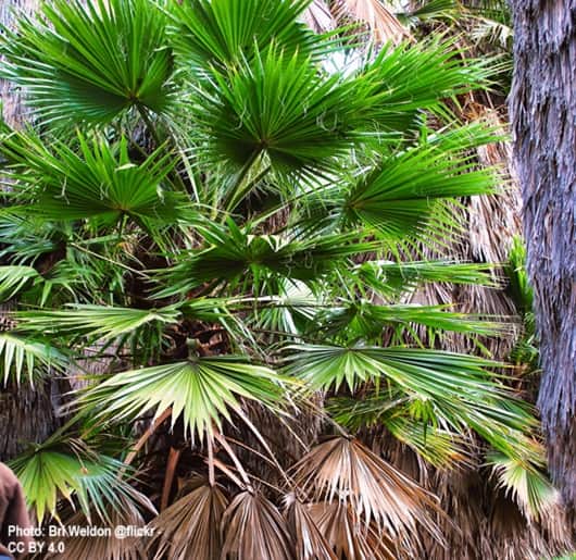 Young Washingtonia filifera with many grogeous fronds Young Washingtonia filifera with many grogeous fronds