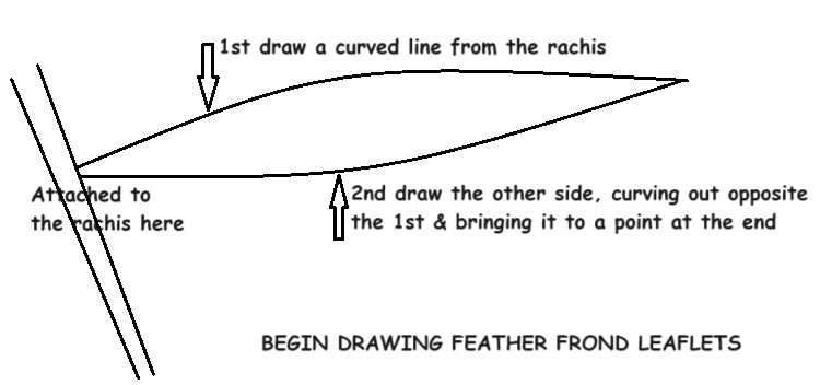 instruction to draw a leaflet on a feather palm instruction to draw a leaflet on a feather palm