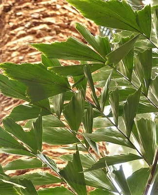 close-up look again a palm trunk of fishtail fronds