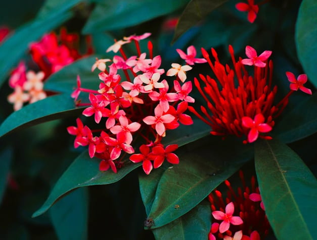 Small bright flowers amidst large leaves. Small bright flowers amidst large leaves.