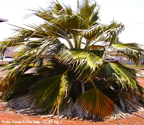 Native Maui Hawaii Palm Tree