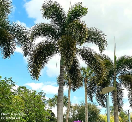 Several tall Foxtail Palms with arching fronds and a bushy look. Several tall Foxtail Palms with arching fronds and a bushy look.