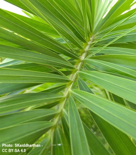 Close up of a Fox Tail palm's leaflet arrangement Close up of a Fox Tail palm's leaflet arrangement