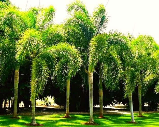 Group of foxtail palms growing in a grassy garden Group of foxtail palms growing in a grassy garden