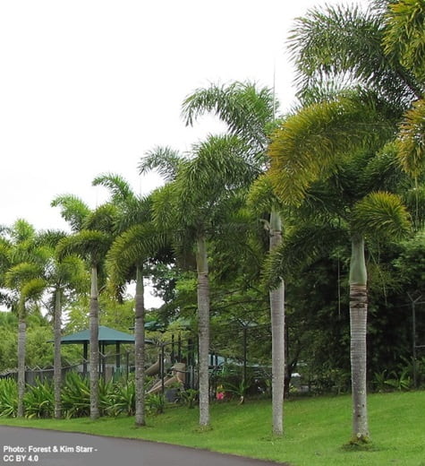 Foxtail Palm trees lined up along a driveway in a tropical environment Foxtail Palm trees lined up along a driveway in a tropical environment