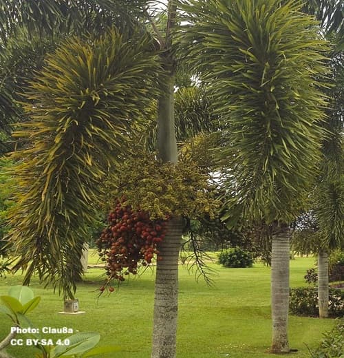several foxtail palms growing in a grassy area