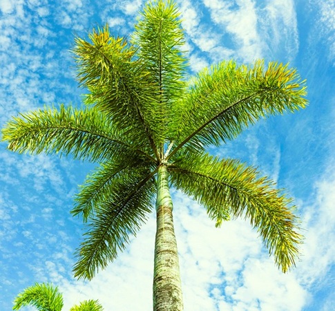 Crown with crownshaft of a Foxtail Palm