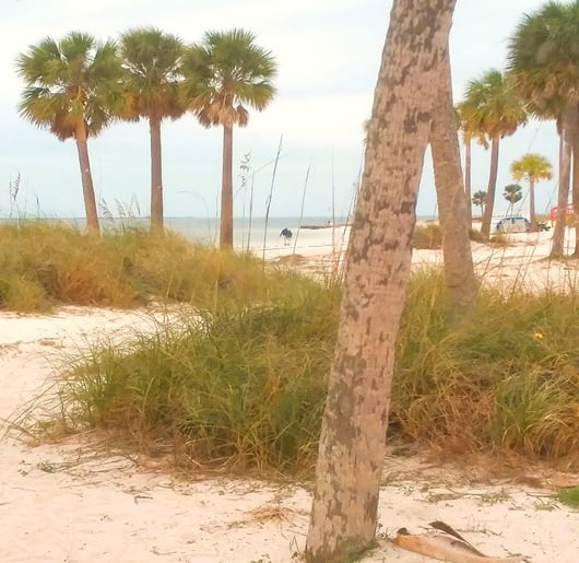 Beach with many palms at Fred Howard Park in Tarpon Springs Florida Beach with many palms at Fred Howard Park in Tarpon Springs Florida