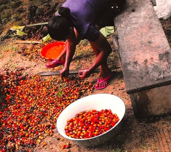 Woman choosing the freshest palm tree fruits that fell to the ground to place in a container Woman choosing the freshest palm tree fruits that fell to the ground to place in a container