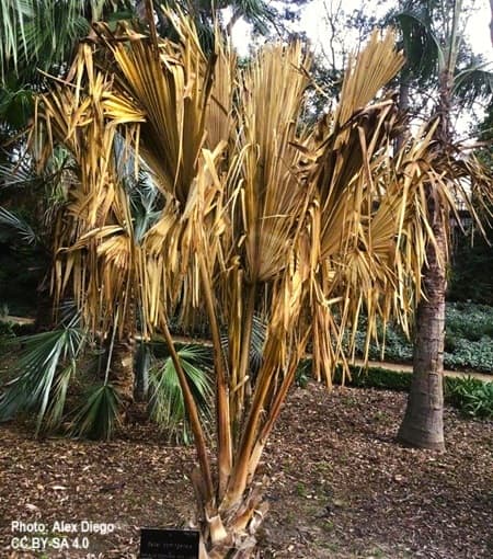 Sabal seriously harmed from a frosty low temp night