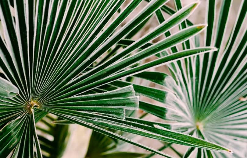 palm fronds with frost on edges and some brown tips from cold damage palm fronds with frost on edges and some brown tips from cold damage