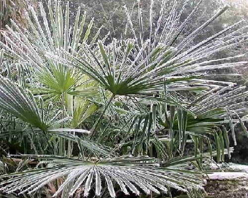 Palm fronds hit with a frosty night. They can survive! Frost hit these Palms on a cold day