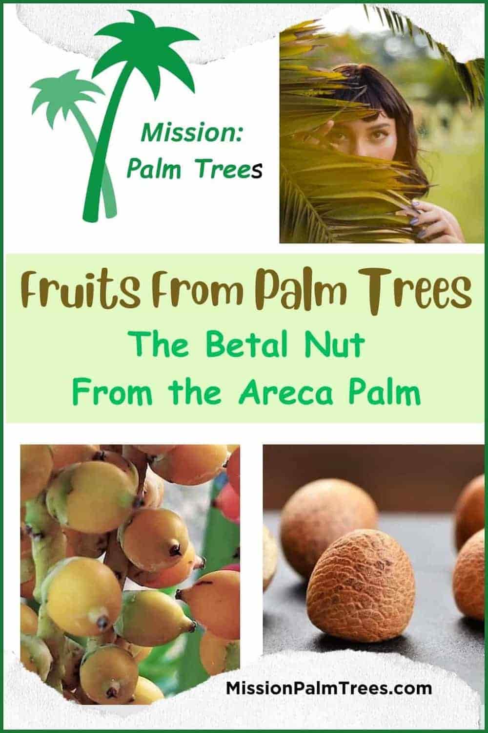 Fruit From Palm Trees Explore the World of Palm Tree Fruits