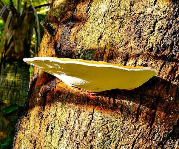 Serious fungal problem showing on this palm trunk. If a conk appears, there's little to no hope for the palm.