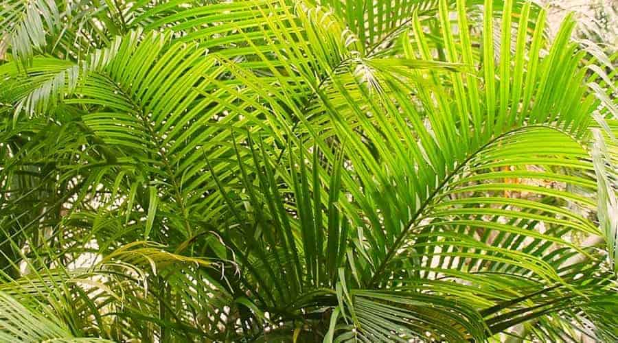 Close-up of the Golden Cane Palm's Fronds which grow with a V-shape
