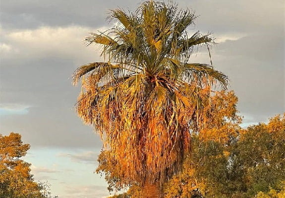 What Do Palm Trees Grow? Who Knew? We Do!