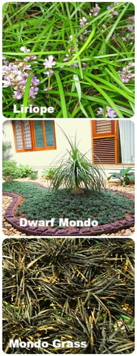 three options for ground cover in a landscape three options for ground cover in a landscape