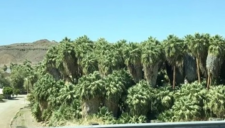 Grove of Washingtonia filifera palms