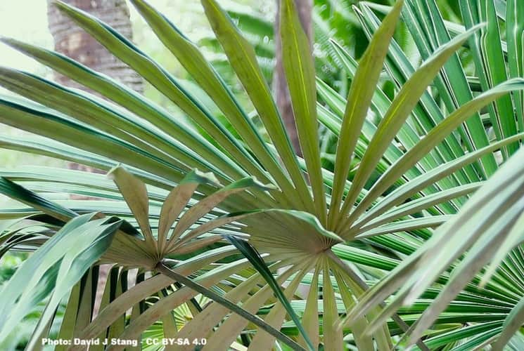small palm tree with widely separated fronds growing in a garden