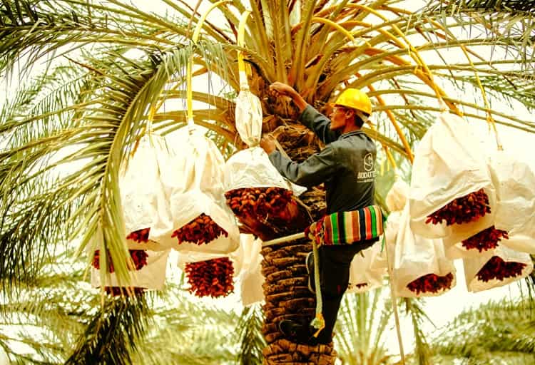 man on the side of a date palm tree using best practices for growth and production