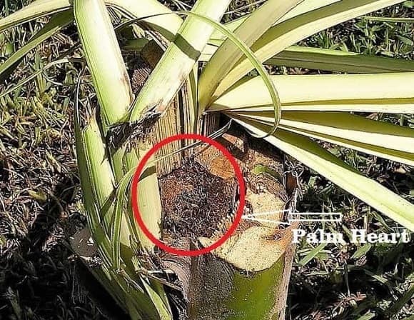 Palm heart growing point has died