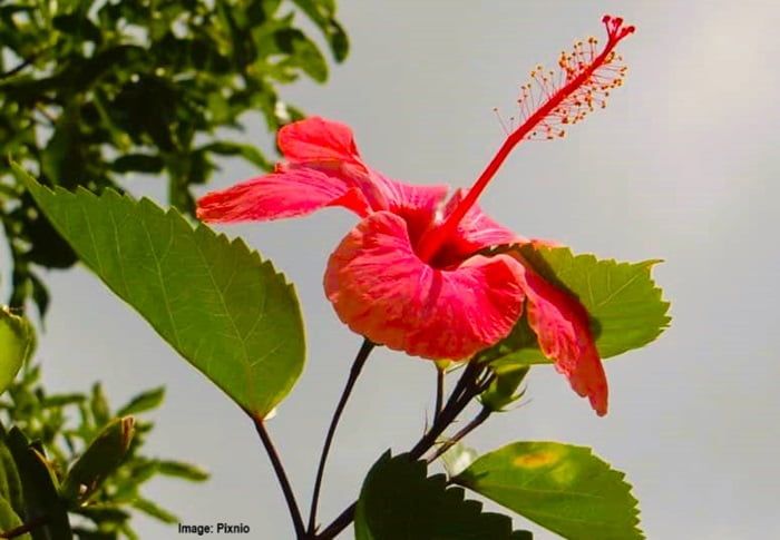 Hibiscus flower aimed toward the sunny sky in a garden Hibiscus flower aimed toward the sunny sky in a garden