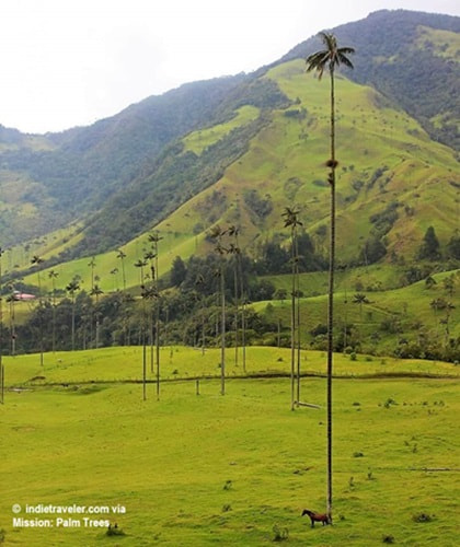 A horse stands by the trunk of a tall palm tree so the height of these palms can be appreciated. Horse stands at the bottom of one of the tallest palms in Columbia