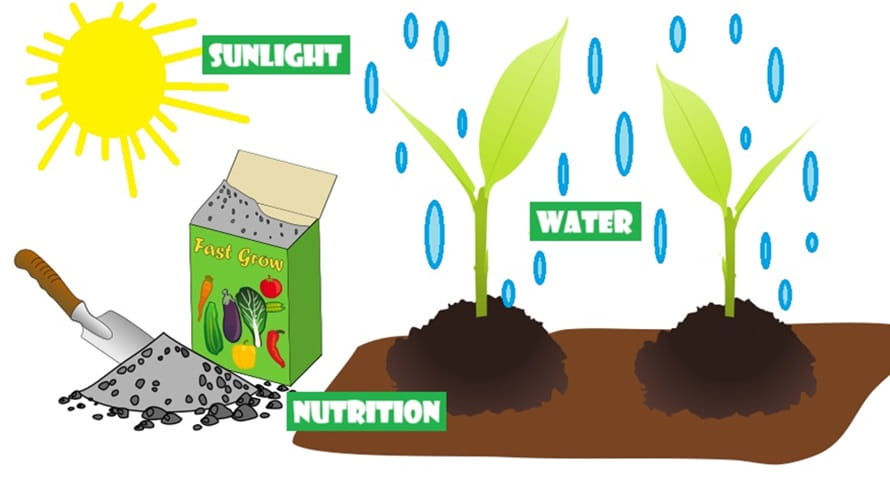 artwork showing the essentials for plant to grow: water, sunlight and nutrition