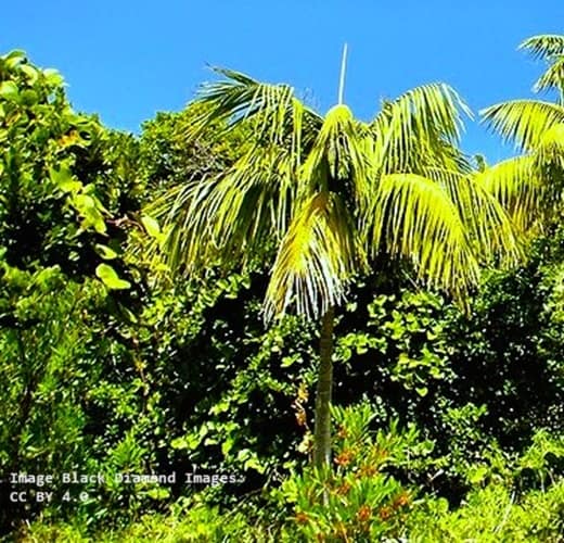 Kentia palm on Lord Howe Island