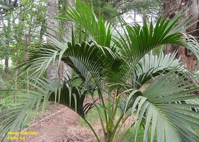short palm with feathery arching fronds