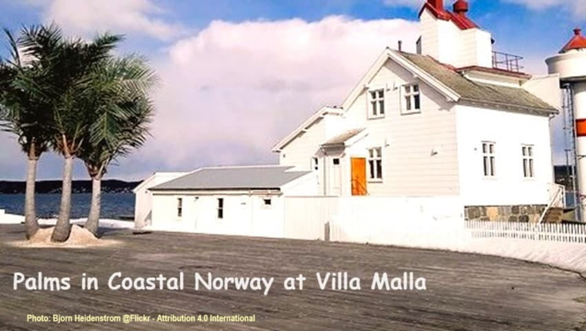 Palms Growing Well at Hurum Buskerud, Norway Palms Growing Well at Hurum Buskerud, Norway