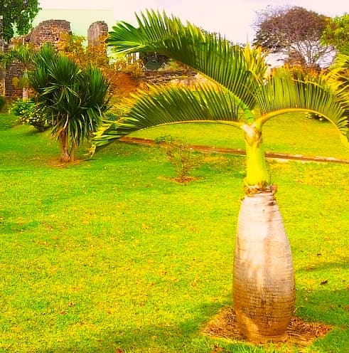 a bottle palm tree with its swollen trunk in a grassy area