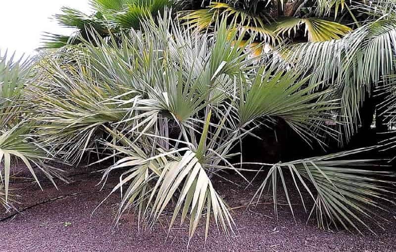 Backyard Palm Tree Ideas Transform Your Landscape