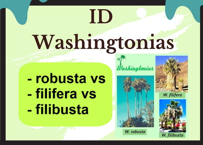 Book to identify Washingtonia palm species.