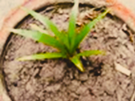 Bottle palm sapling in a container with dried out soil. Bottle palm sapling in a container with dried out soil.