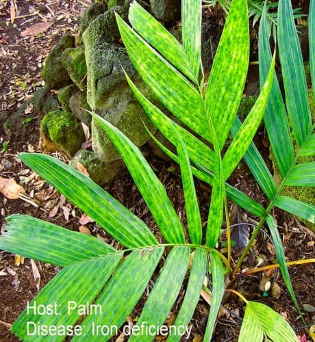 palm fronds showing iron deficiency
