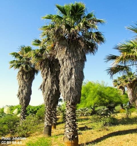 California fan palms growing in a Barcelona botanic garden California fan palms growing in a Barcelona botanic garden