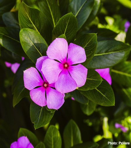 Jasmine flower making a vivid contrast to its leaves Jasmine flower making a vivid contrast to its leaves