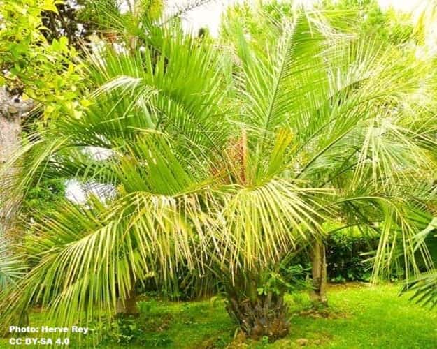 Jelly Palm tree in a grassy garden