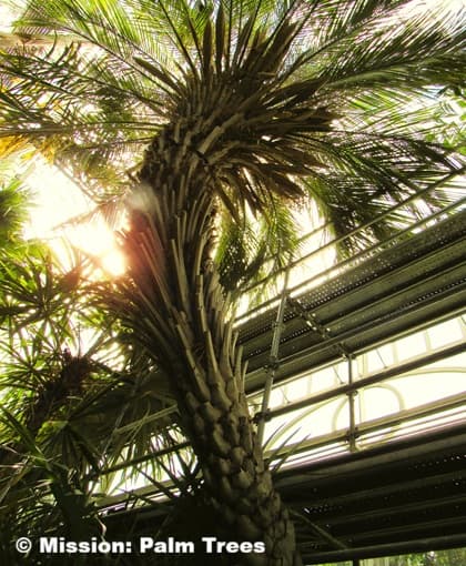 Pindo palm in a Pittsburg conservatory