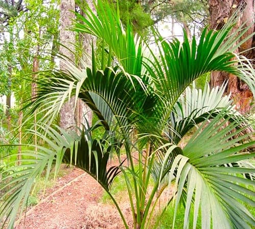 Flowing crown of the Kentia-Palm Flowing crown of the Kentia-Palm