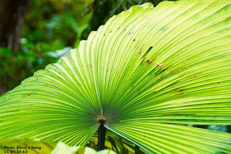 A bright, wrinkly palm frond that contrasts with its black stem
