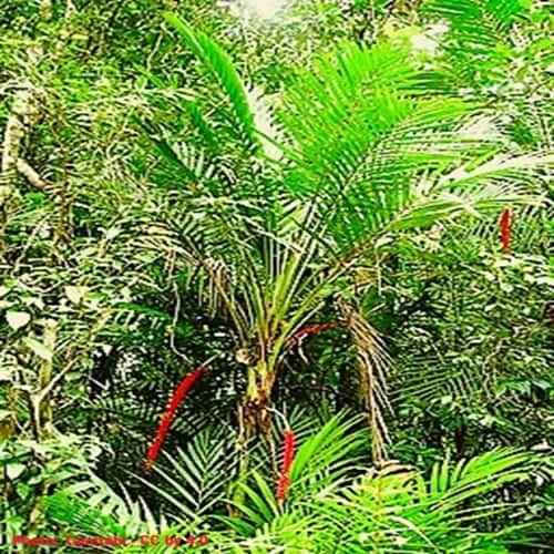 An atherton palm growing in the Hoburton Range in Australia