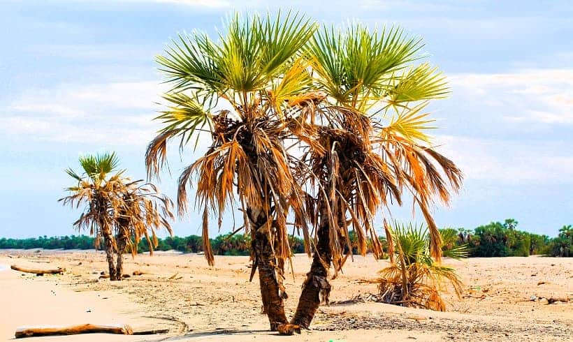 Palms on a Lakeshore in Kenya Africa