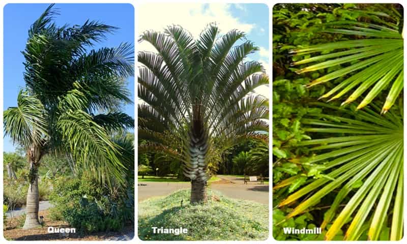 three choices for a landscape palm in a collage three choices for a landscape palm in a collage