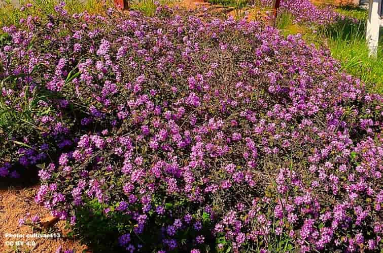 low flowering bush spread across a backyard low flowering bush spread across a backyard
