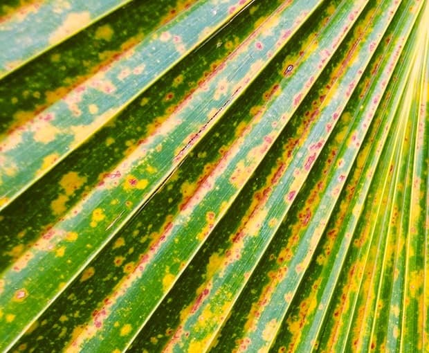 Palm fronds showing green and brown spots from having a leaf spot fungus Palm fronds showing green and brown spots from having a leaf spot fungus