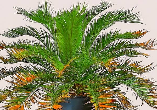 Palm with scattered brown leaves