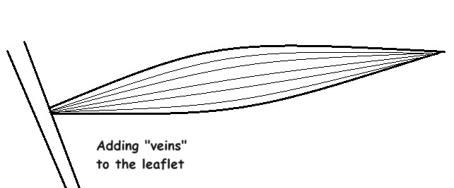 diagram of a palm leaflet showing the veins diagram of a palm leaflet showing the veins