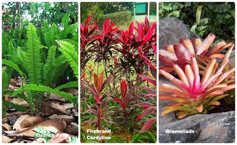 three types of leafy plants that can be used around palm trees three types of leafy plants that can be used around palm trees